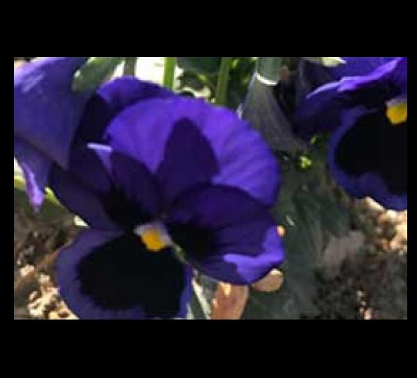 Parabol Akademi Ya�am Ko�lu�u